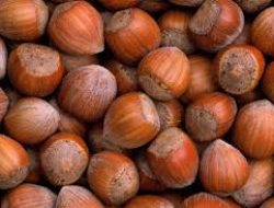 Hazelnut: Mengenal Kacang Filbert yang Lezat dan Bergizi