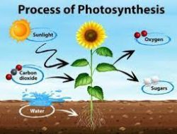 Fotosintesis: Proses Ajaib di Balik Energi dan Keanekaragaman Hayati